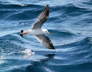 Fototapeta premium A seagull with outstretched wings soars above the deep blue ocean, gliding effortlessly over the waves
