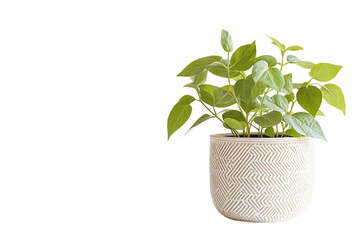 Obraz premium Elegant Beige Planter with Lush Green Plant