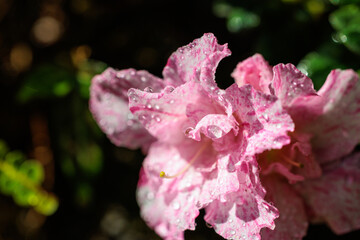 Close-up photo of pink 'Rhododendron indicum' flowers in bloom.