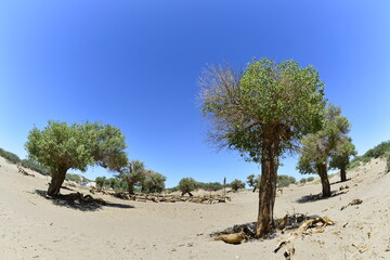 Fototapeta premium Populus euphratica trees in the desert