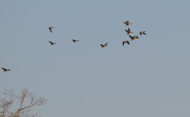 Flock of greylag geese in flight.