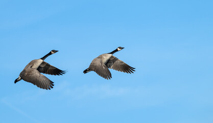 Obraz premium Pair of Canada geese in flight.