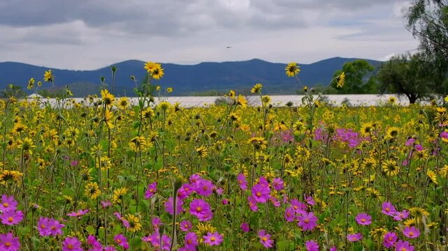 Paz, tranquilidad, meditaci&oacute;n, Flores amarillas, flores violetas, fondo de monta&ntilde;as.