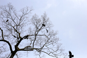 Japanese crows on tree in Yasaka shrine, Kyoto city, Japan