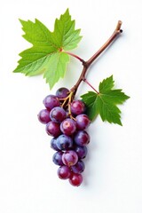 Fototapeta premium Delicate grapevine branch on white background, branch, white vine, delicate