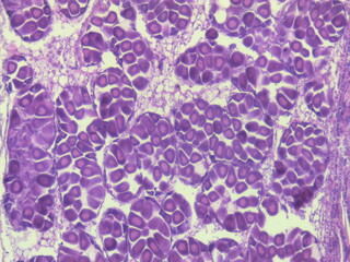 A histomicrograph of a blue mussel, stained with hematoxylin and eosin