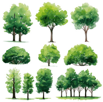 Vector illustration of an architectural tree for landscape design in a watercolor style	
