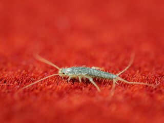 Domestic fish on the red carpet.
