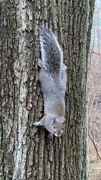 A curious squirrel clings upside down to a tree in Central Park, glancing in multiple directions
