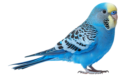 Single structural blue Budgerigar standing gracefully isolated on white background. The bird’s vibrant blue feathers with intricate black and white markings. PNG file