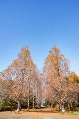 茨城　1月のメタセコイア並木