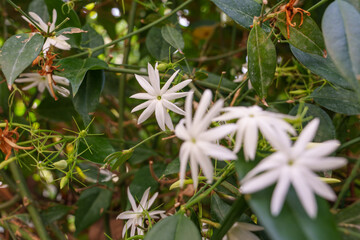 Close-up photo of white star-shaped jasmine flowers in bloom