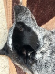 Obraz premium black and white dog