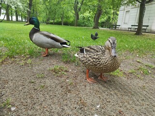 Ducks on green grass