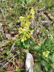 Spring Awakening: Delicate Yellow Wildflowers in Bloom