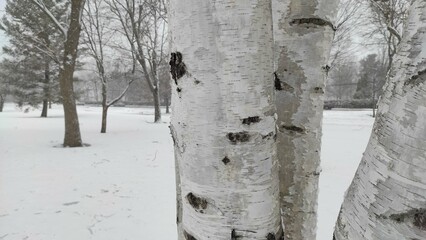 Frozen Beauty: A Winter Wonderland of Birch