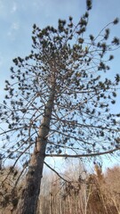 Skyward Gaze: A Pine Tree Reaching for the Clouds