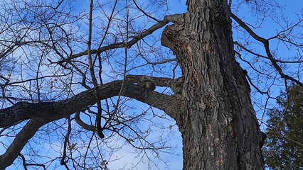 Perched in Peace: A Squirrel on a Branch Against the Sky
