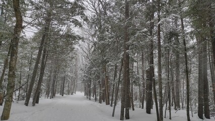 Silent Journey: Snow-Covered Trail in the Woods