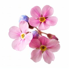 Obraz premium Pink Forget Me Not Isolated on White Background. Beautiful Forget Me Not Flower