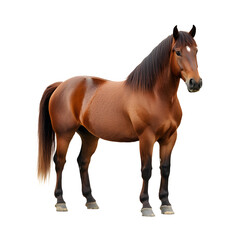 Obraz premium Full Shot of a Majestic Brown Horse Against a Transparent Background