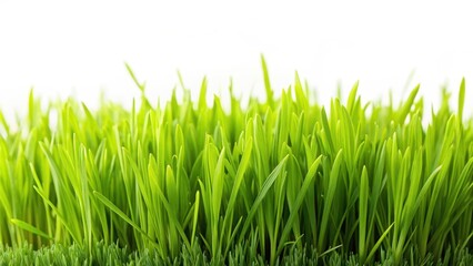 Fototapeta premium Fresh green grass border with a slight sheen on it isolated on a neutral white background, showcasing its natural texture and vibrant colors , landscaping, garden