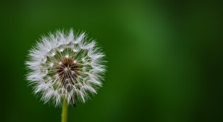 Obraz premium Dandelion Seed Head Against Green Background Ready to Take Flight