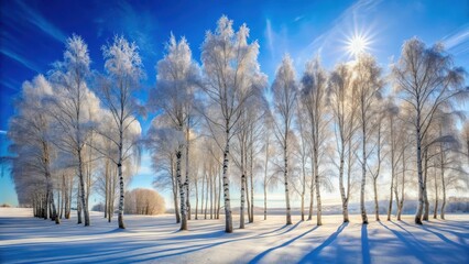 Winter Wonderland Frost-Covered Birch Trees Bask in the Radiant Sunlight of a Clear Blue Sky