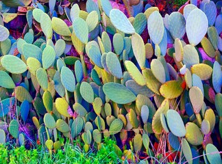 colorful prickly pears background