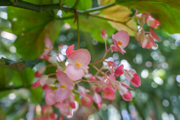 Close-up photo of pink begonia flowers in bloom