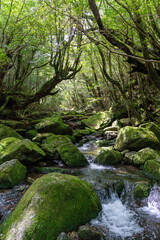 屋久島の白谷雲水峡の清流