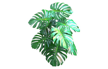 Lush monstera plant with large, vibrant green leaves, perfect for indoor decor and adding tropical touch to any space
