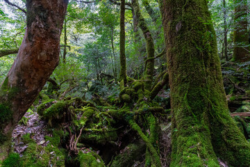 屋久島の白谷雲水峡の登山道の風景