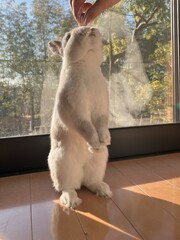 うさぎが立った