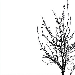Fototapeta premium solitary tree silhouette against white background, showcasing delicate branches and budding leaves, evokes sense of tranquility and nature beauty