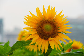 sunflower