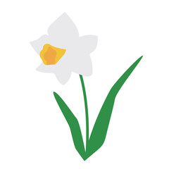 白い水仙の花のベクターイラスト