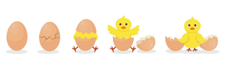 Chicken hatching stages cracked eggshell to newborn yellow cute chick