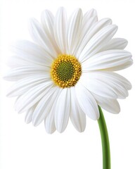 Single White Gerbera Daisy with Long Green Stem Isolated on Pure Background