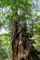 屋久島の白谷雲水峡の女神杉