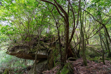 屋久島の白谷雲水峡のもののけ姫のモロの岩屋のモデルとなった岩