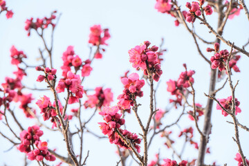 ようやく咲き始めたピンク色の梅の花　神戸岡本で撮影