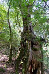 屋久島の白谷雲水峡の雷の落ちた屋久杉