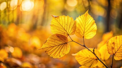 Fototapeta premium Golden autumn leaves illuminated by sunlight on a branch in a blurry background of fall foliage