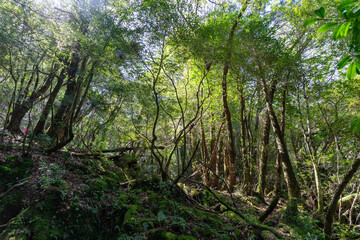 Obraz premium 屋久島の白谷雲水峡の登山道の風景