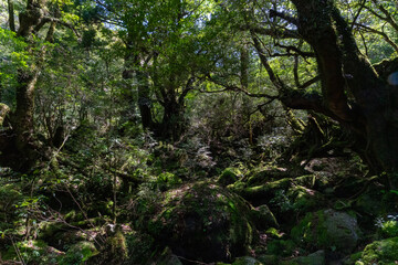 屋久島の白谷雲水峡の苔むす森