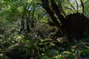 屋久島の白谷雲水峡の苔むす森