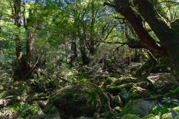 屋久島の白谷雲水峡の苔むす森