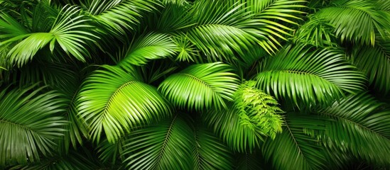 Lush Palm Fronds Tropical Foliage