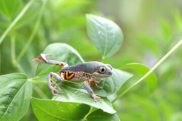 Phyllomedusa hypochondrialis climbing on leaves, Northern orange-legged leaf frog or tiger-legged monkey frog closeup on leaves 